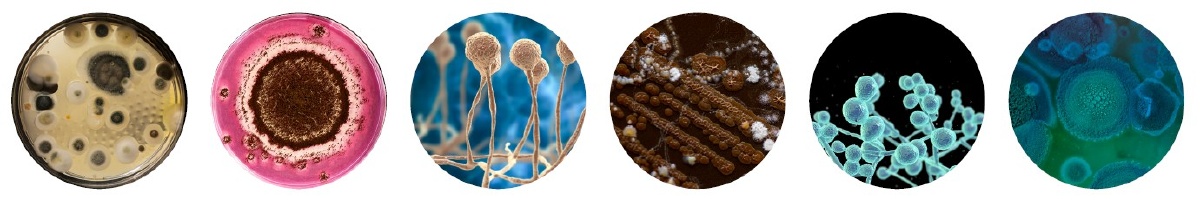 Biologによる微生物同定装置